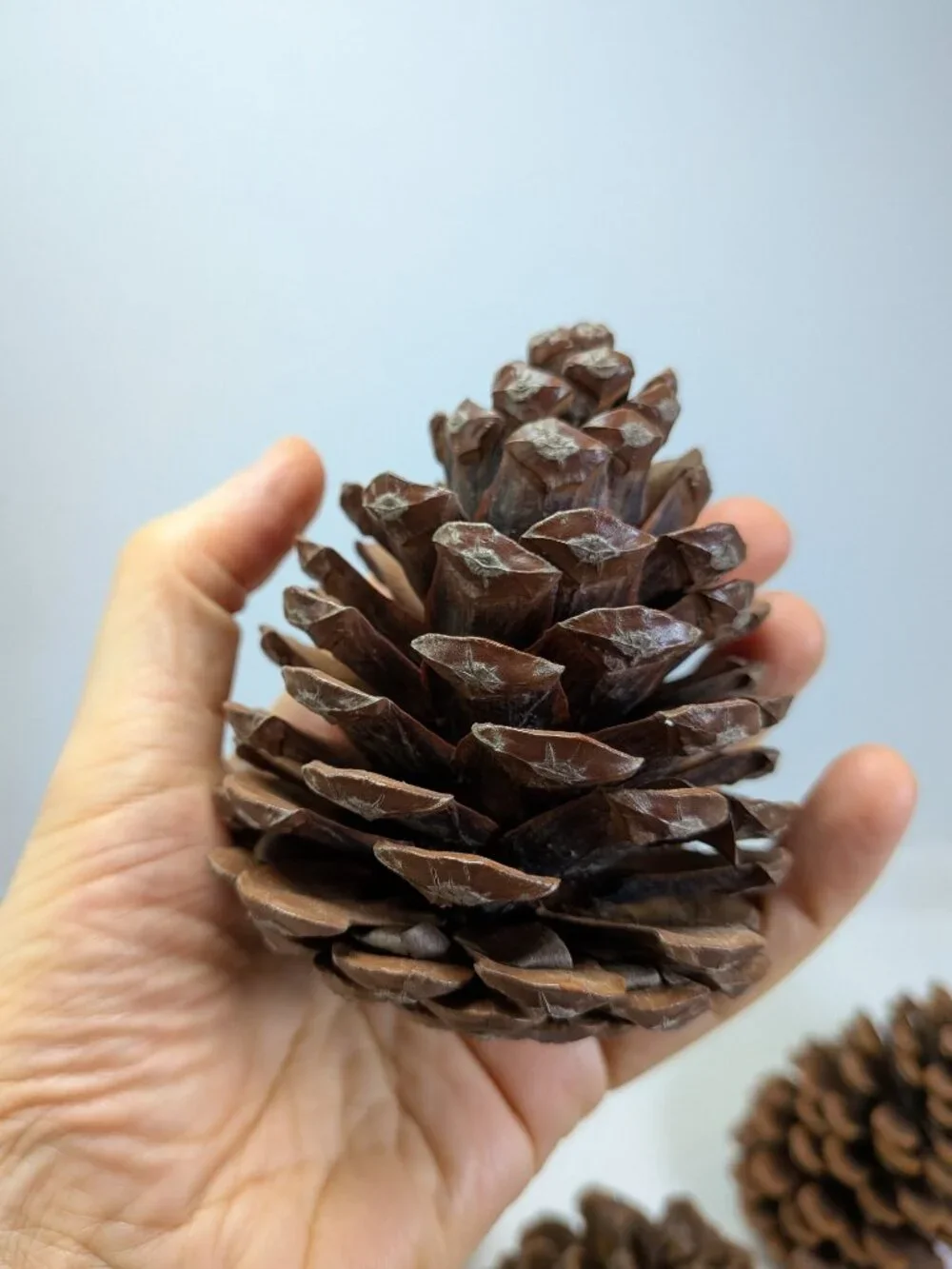 Natural Pine Cones Lot of 17 Assorted 3-4